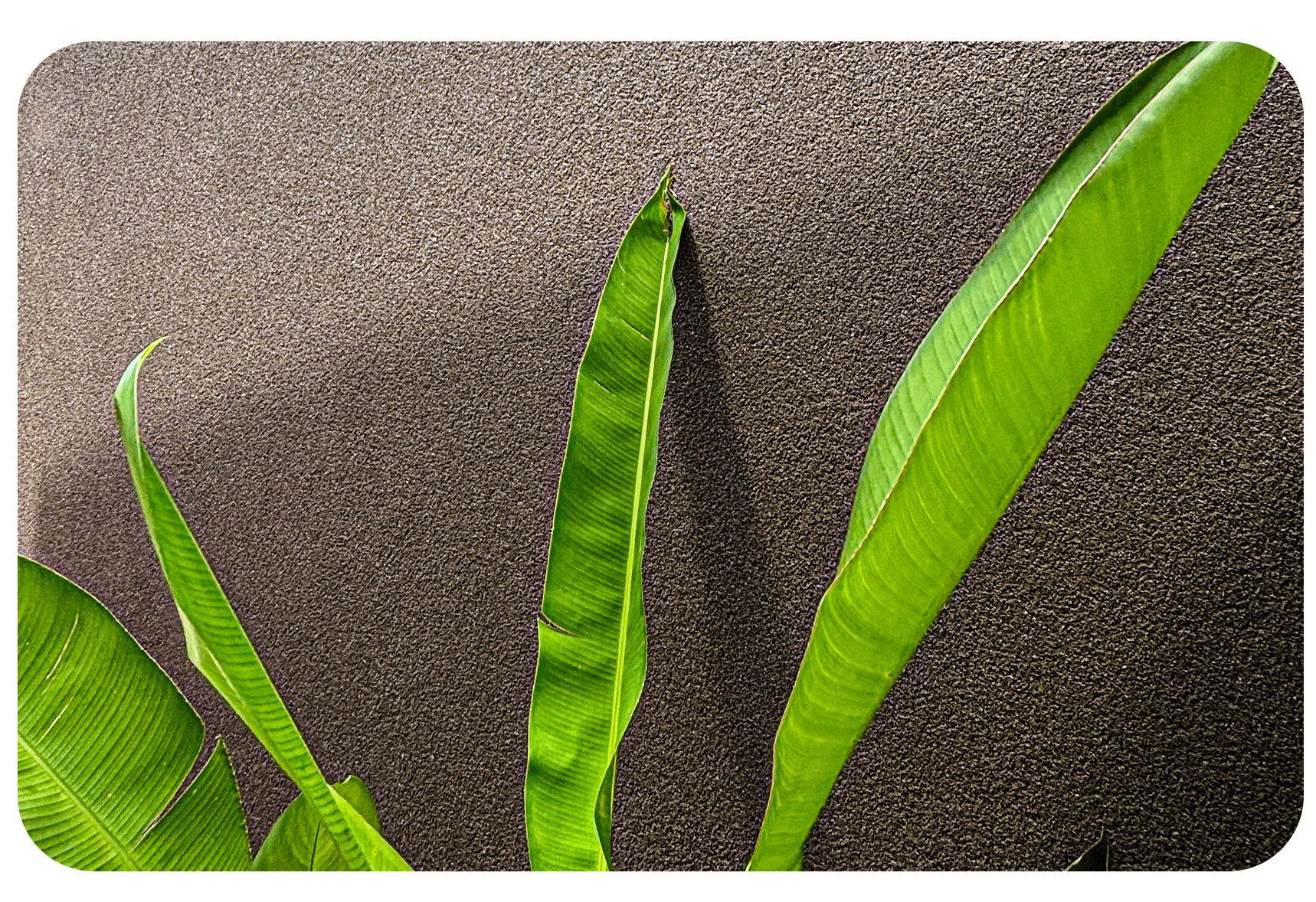 arenito_pedras_naturais_marrom_chocolate_textura_parede_textgraf_franca